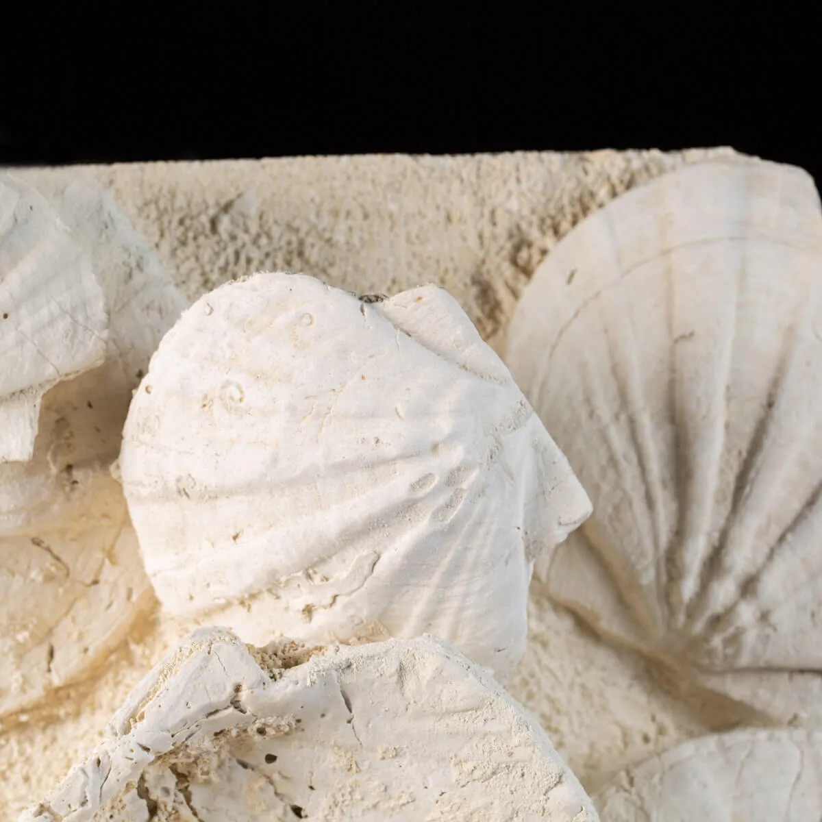 eccezionale grande placca di conchiglie di Saint-Jacques fossilizzate