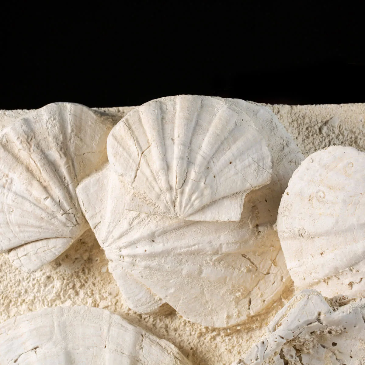 eccezionale grande placca di conchiglie di Saint-Jacques fossilizzate