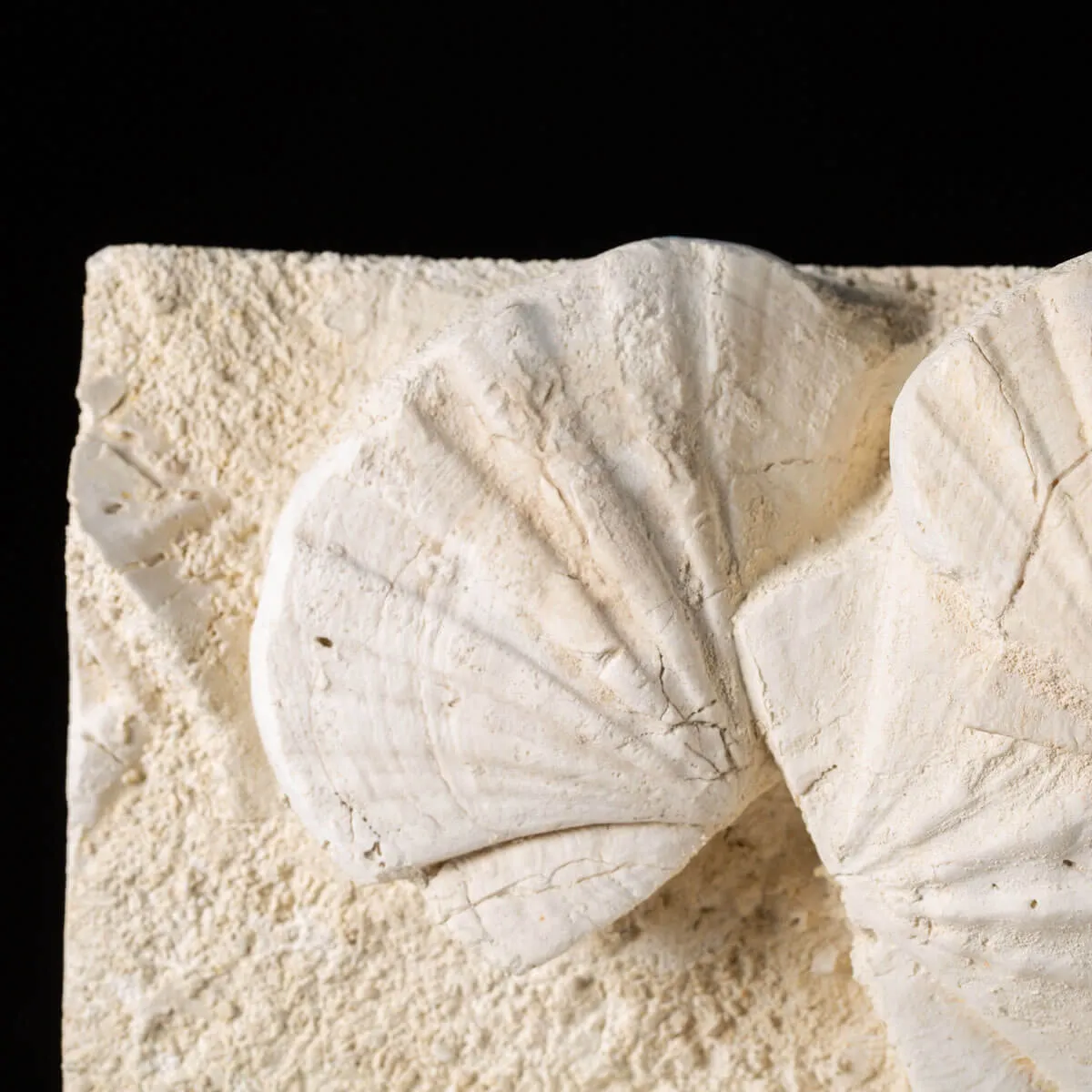 eccezionale grande placca di conchiglie di Saint-Jacques fossilizzate