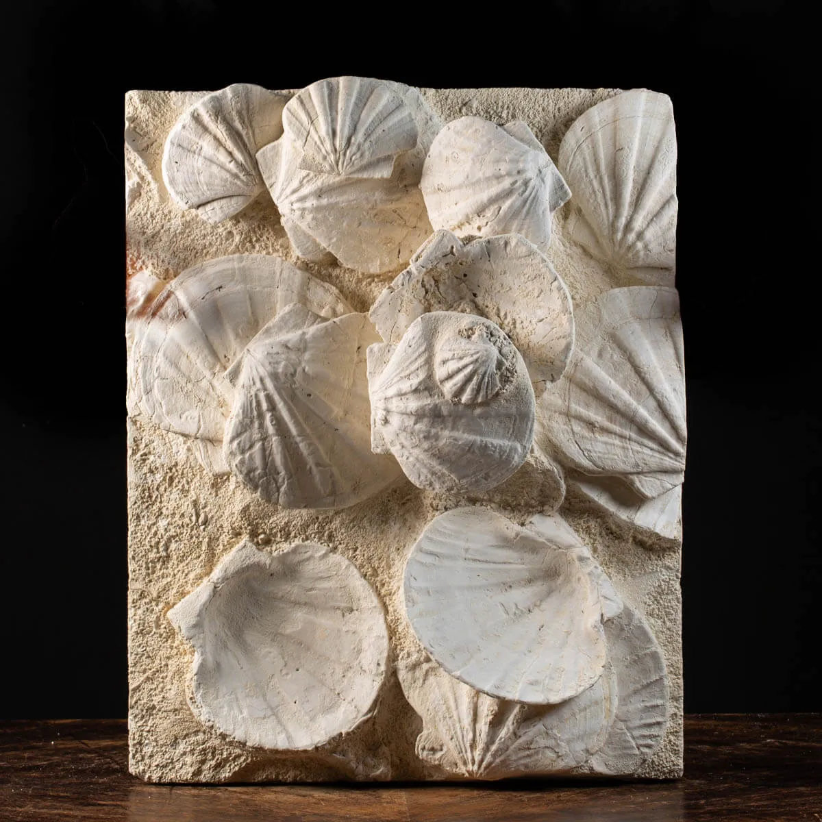 eccezionale grande placca di conchiglie di Saint-Jacques fossilizzate