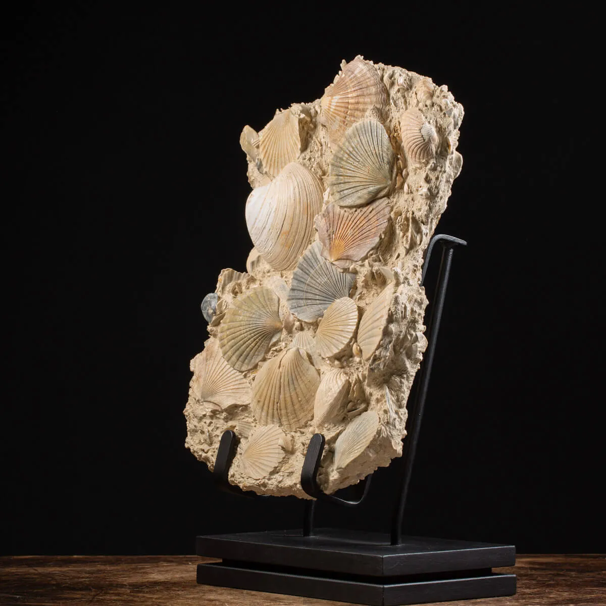 Lastra con conchiglie fossili