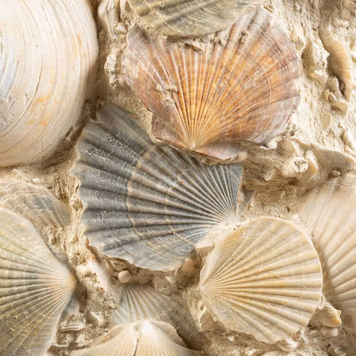 Lastra con conchiglie fossili