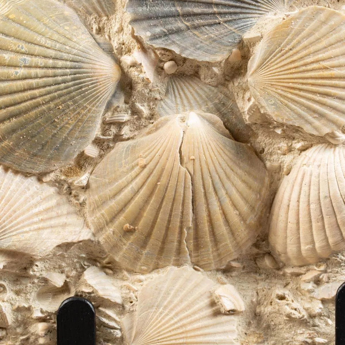 Lastra con conchiglie fossili