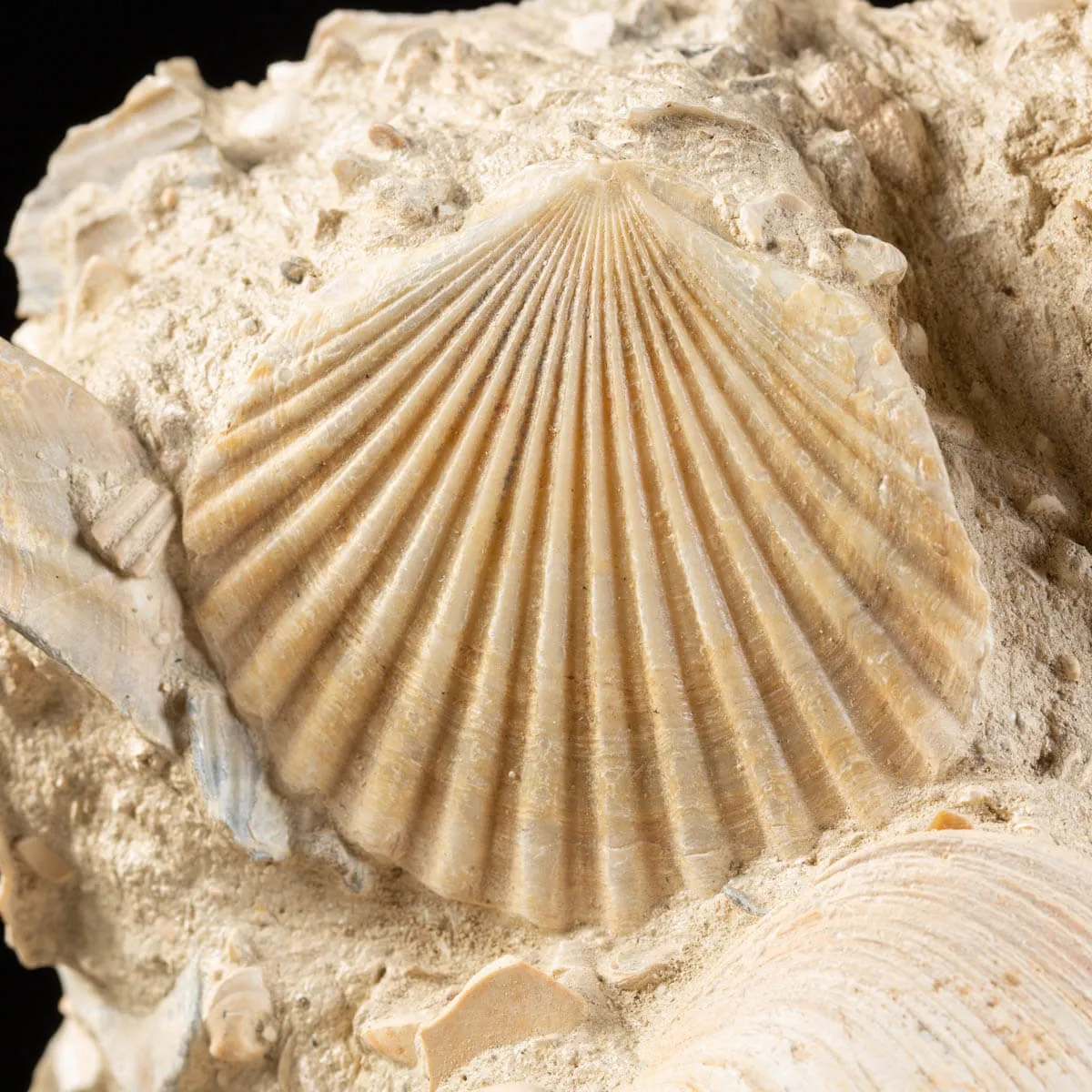 Lastra con conchiglie fossili
