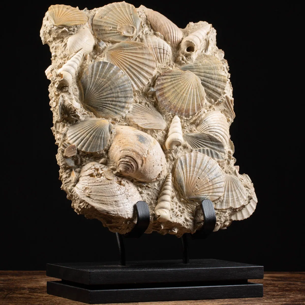Lastra con conchiglie fossili