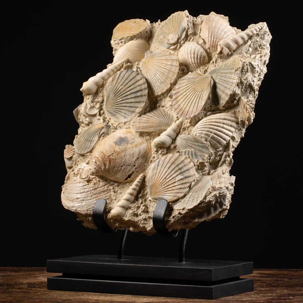 Lastra con conchiglie fossili