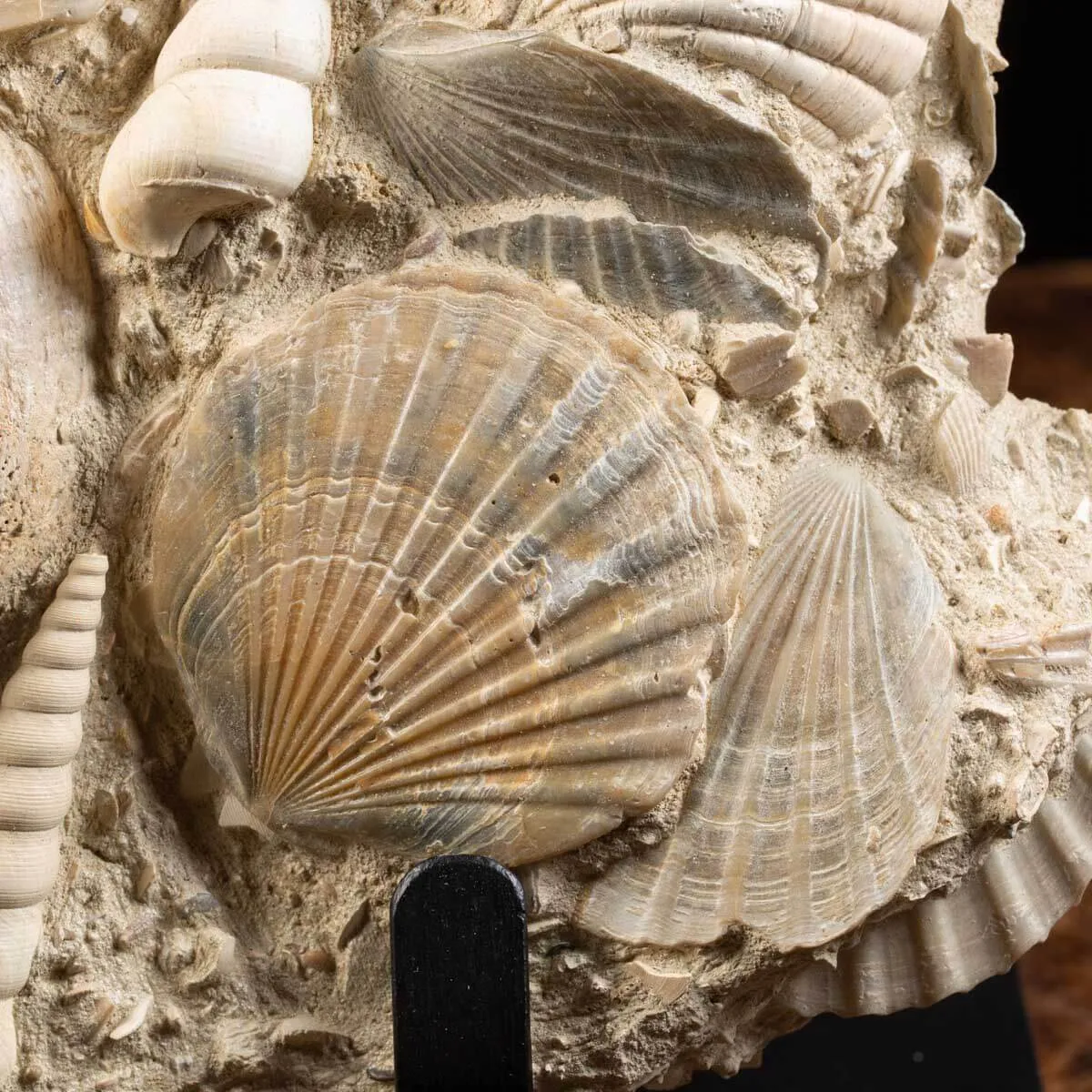 Lastra con conchiglie fossili