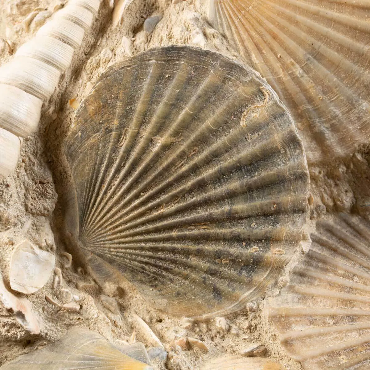 Lastra con conchiglie fossili