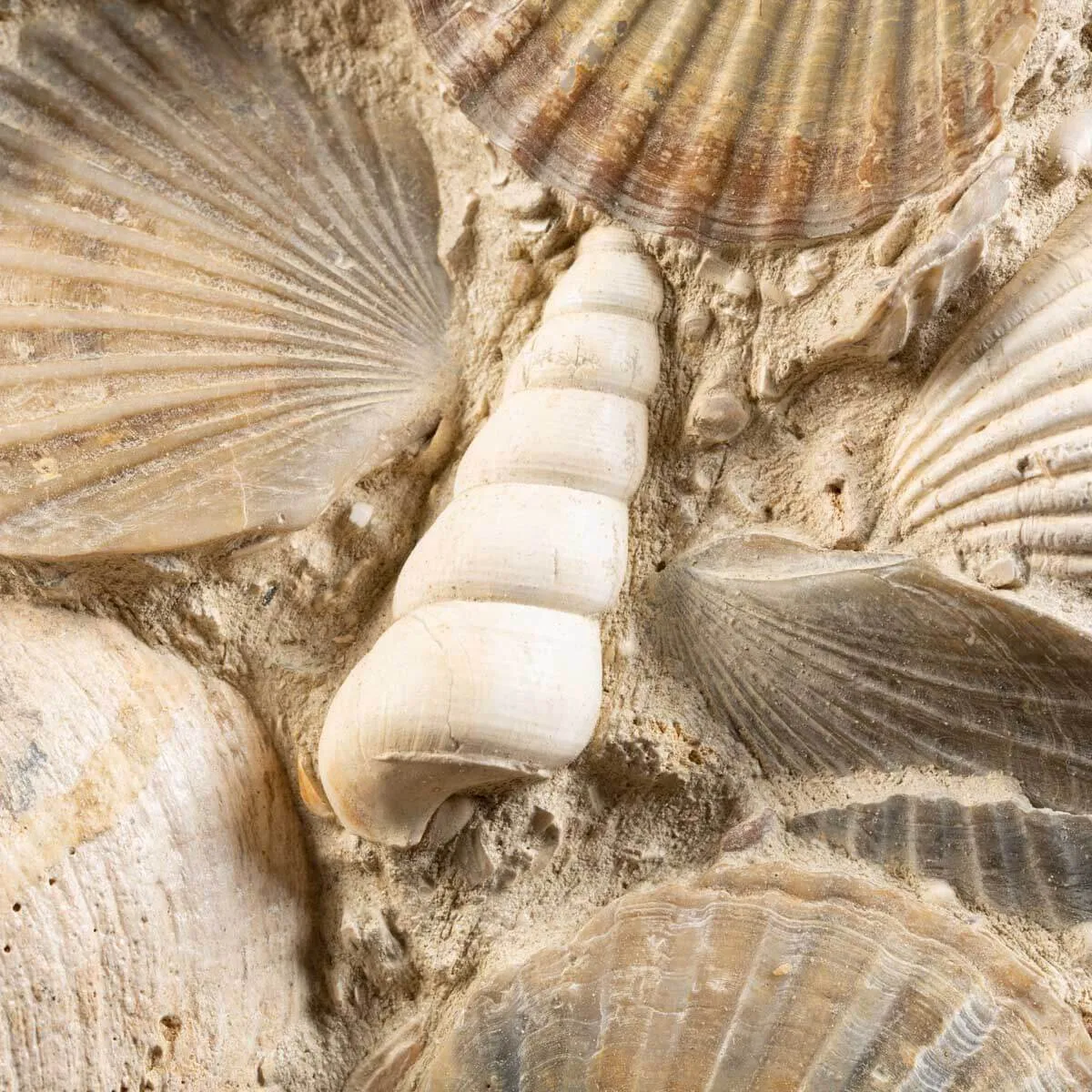 Lastra con conchiglie fossili