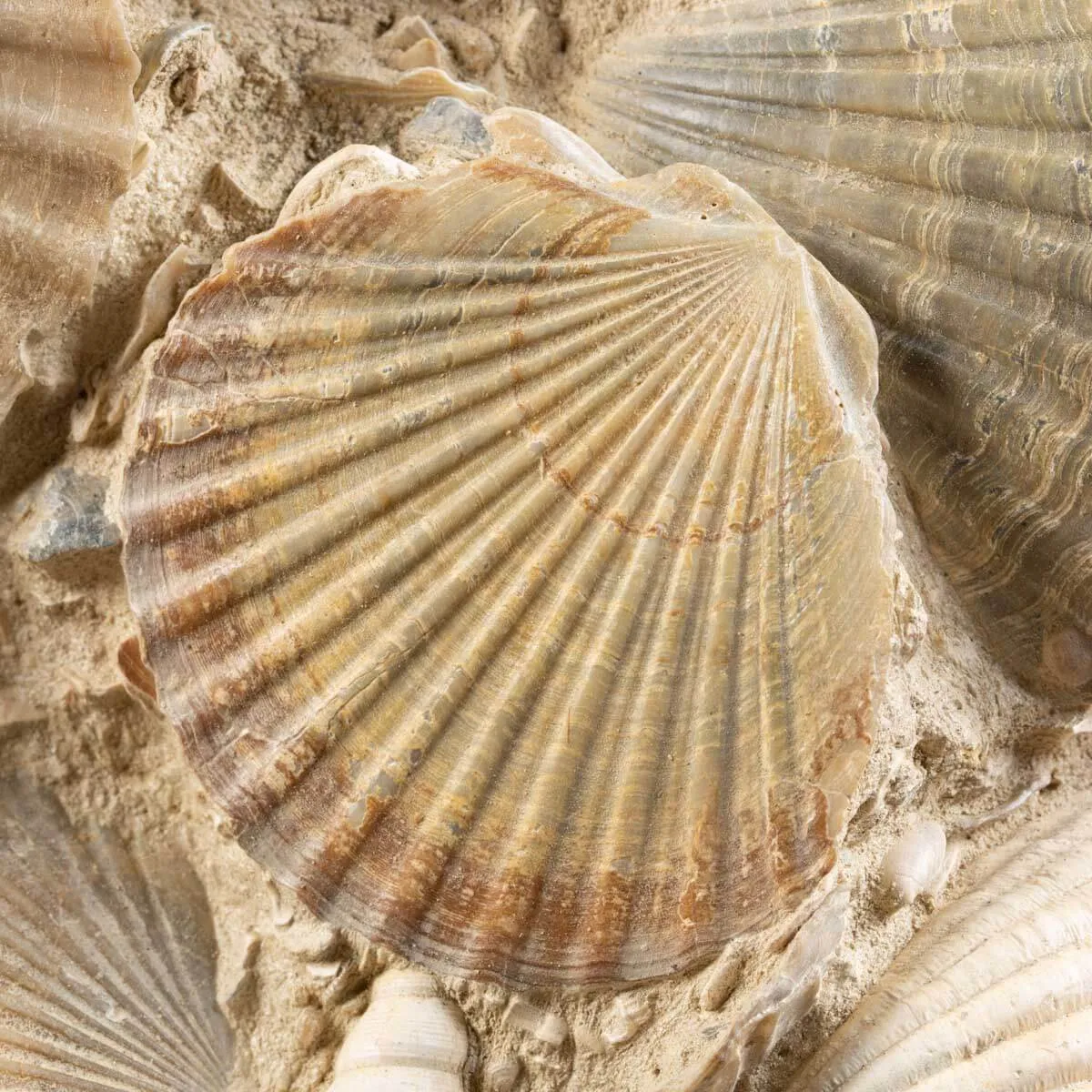 Lastra con conchiglie fossili