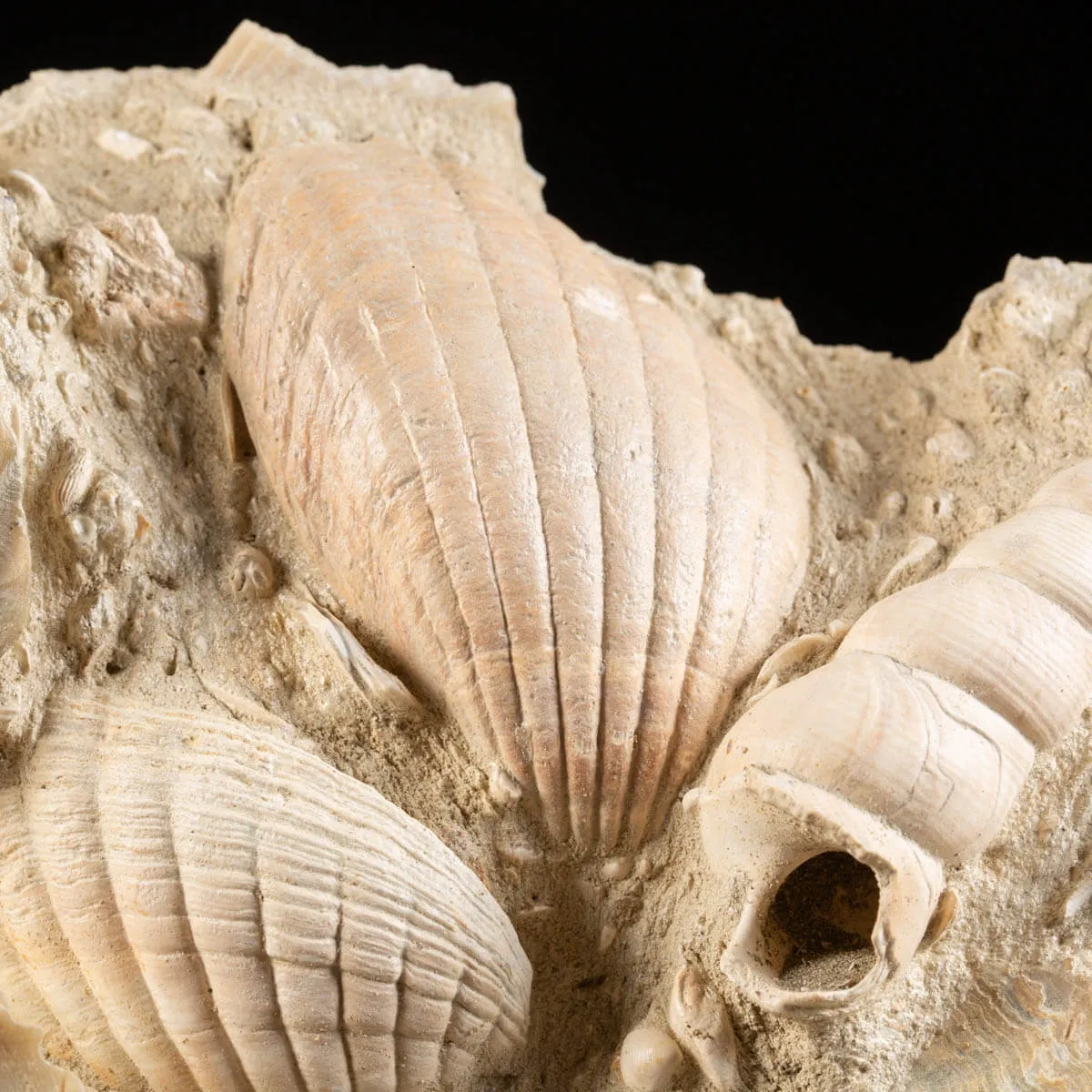 Lastra con conchiglie fossili