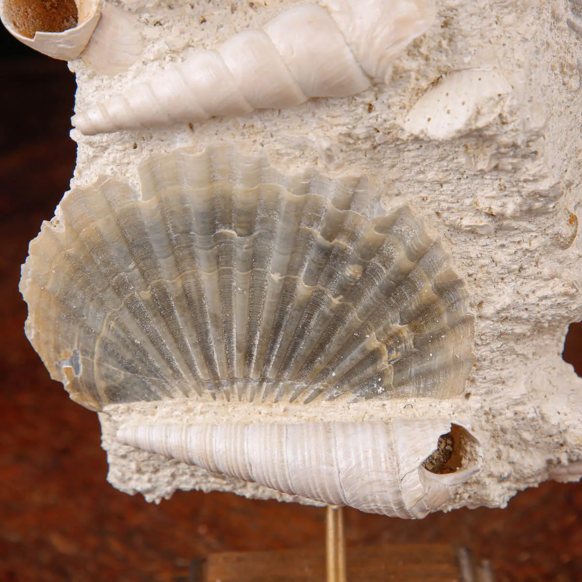 Conchiglie Fossili del Neogene.