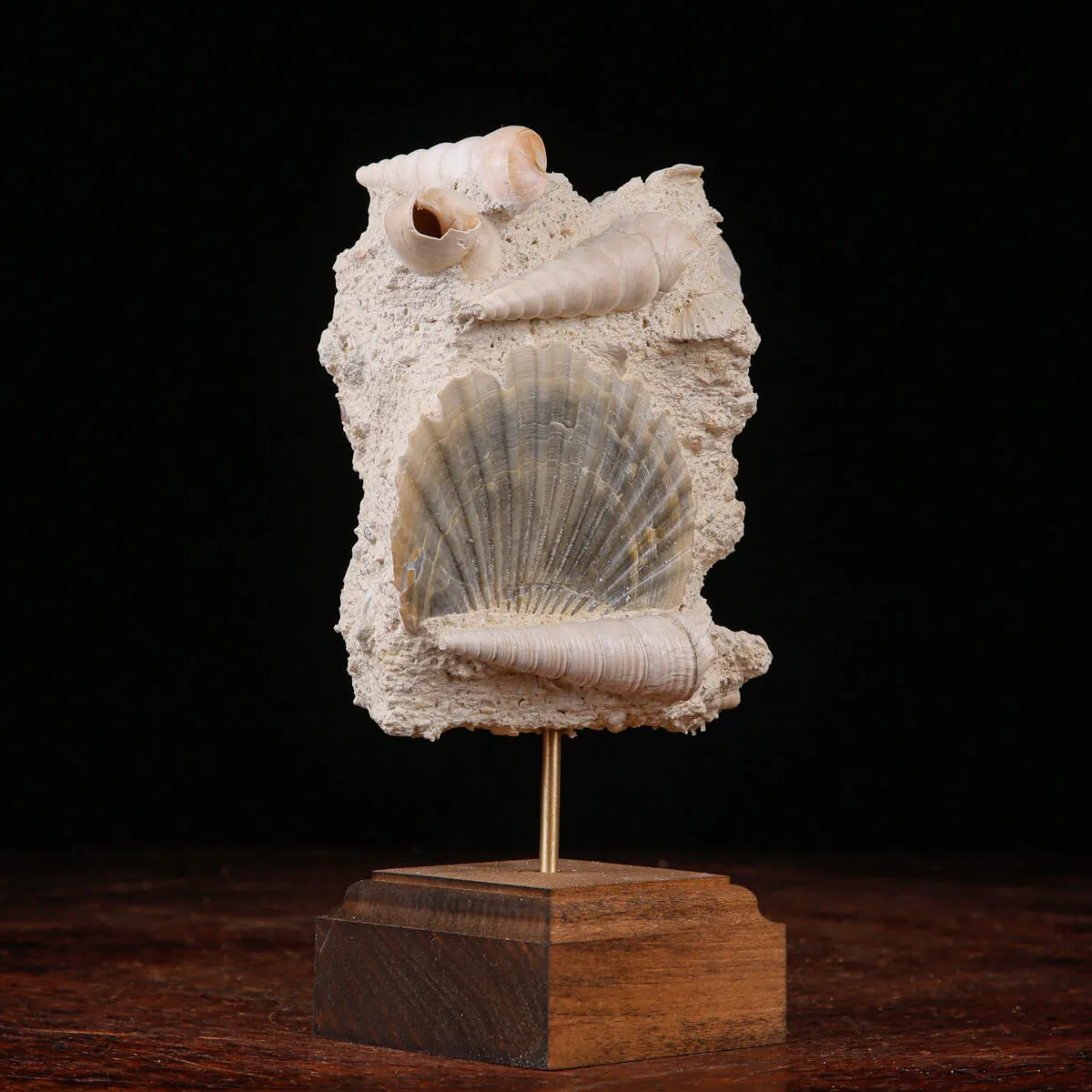 Conchiglie Fossili del Neogene.
