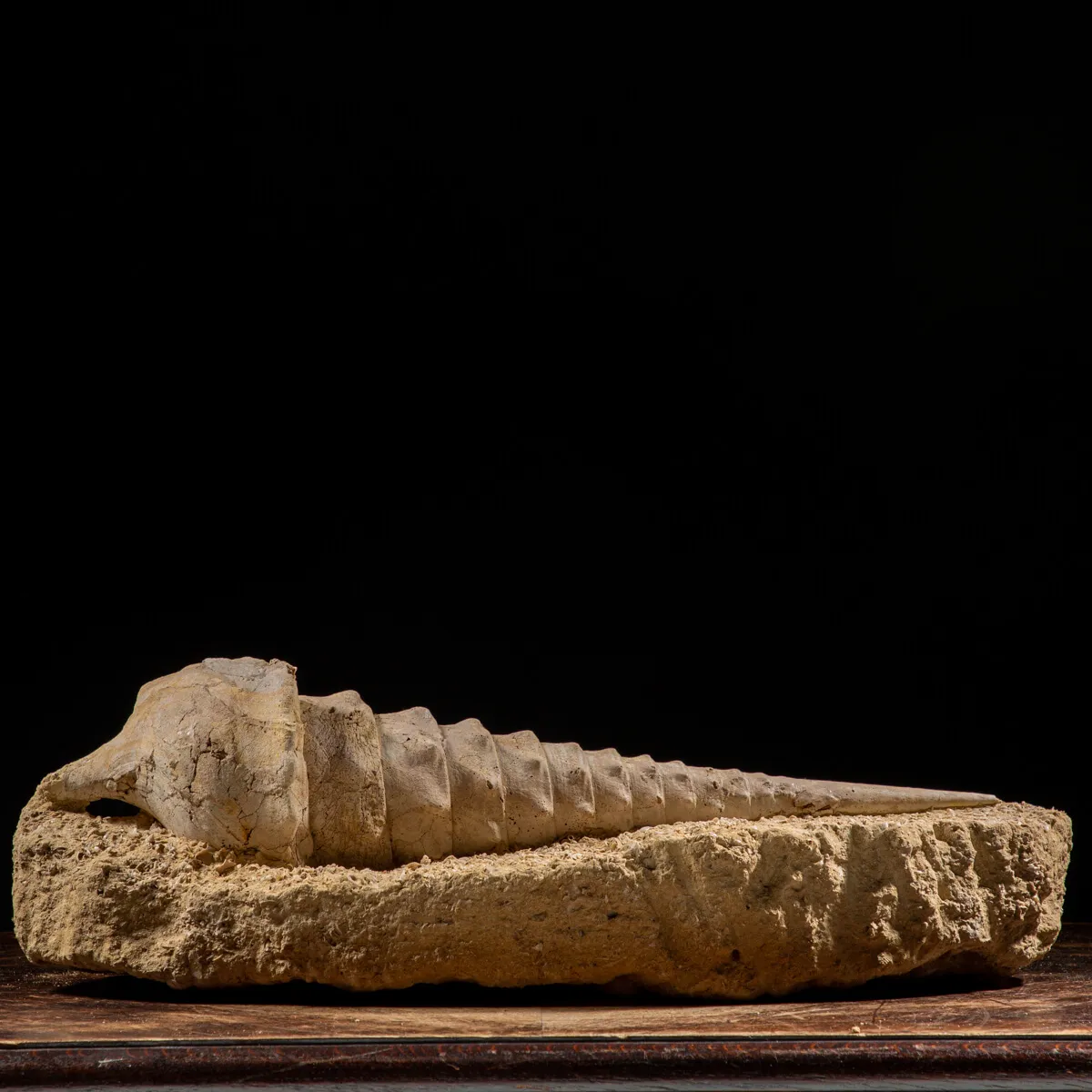 Grande Conchiglia Fossile: La Torre dei Mari Preistorici.