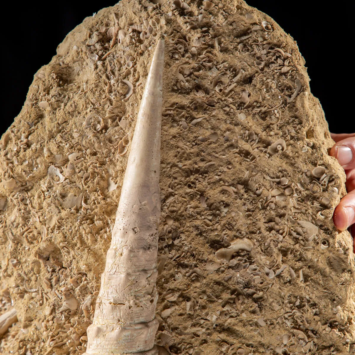 Grande Conchiglia Fossile: La Torre dei Mari Preistorici.