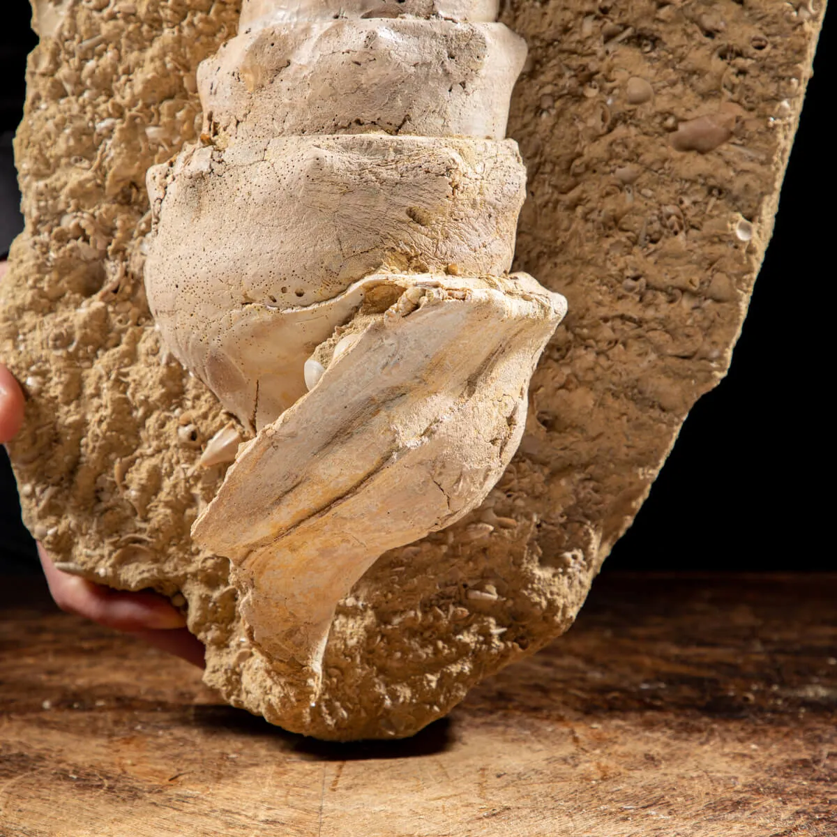 Grande Conchiglia Fossile: La Torre dei Mari Preistorici.