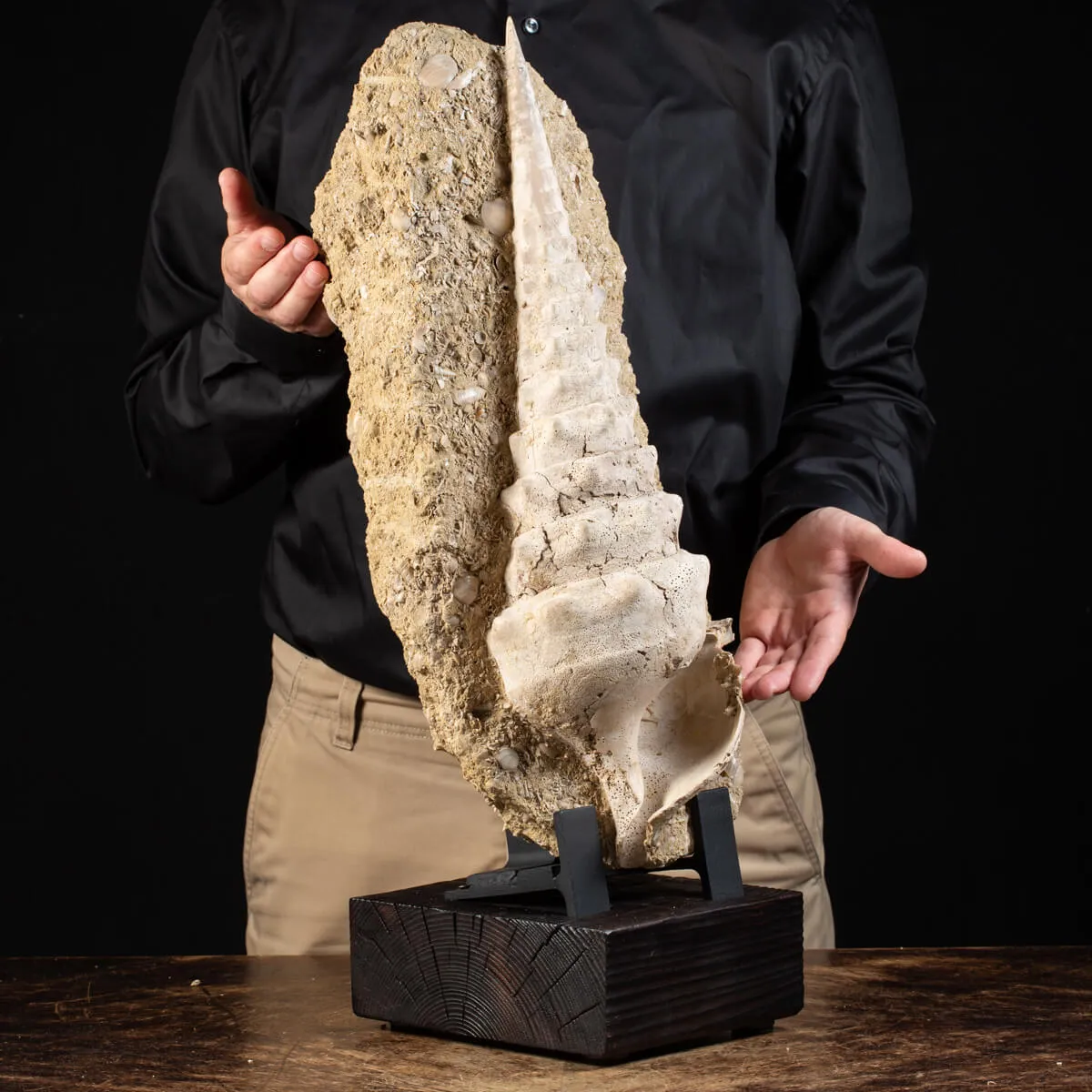 Grande Conchiglia Fossile del Miocene.