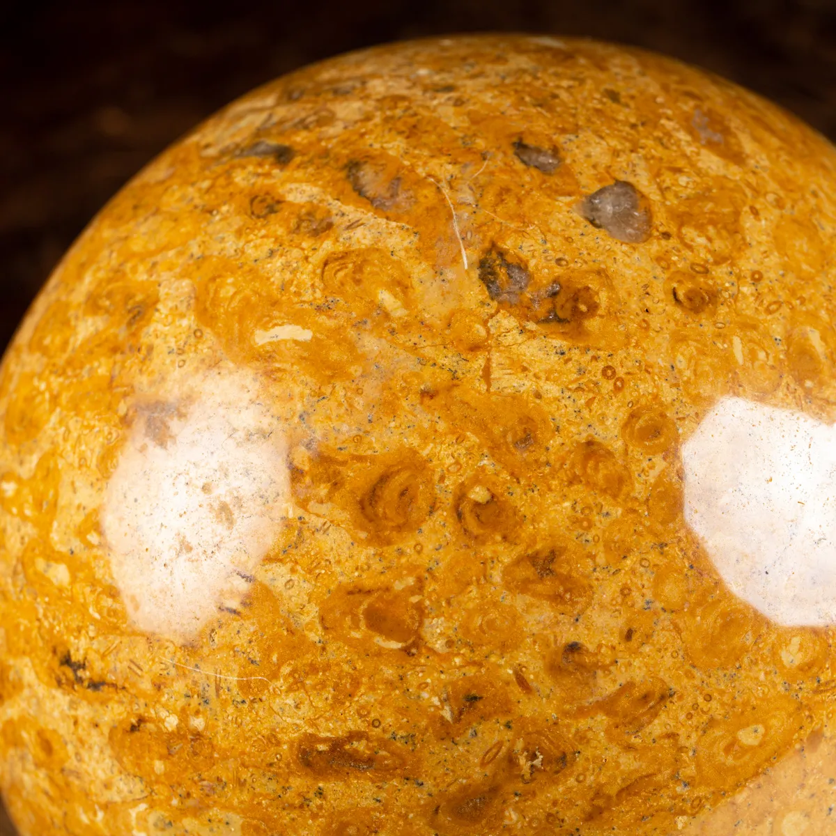 Sfera in Corallo Fossile