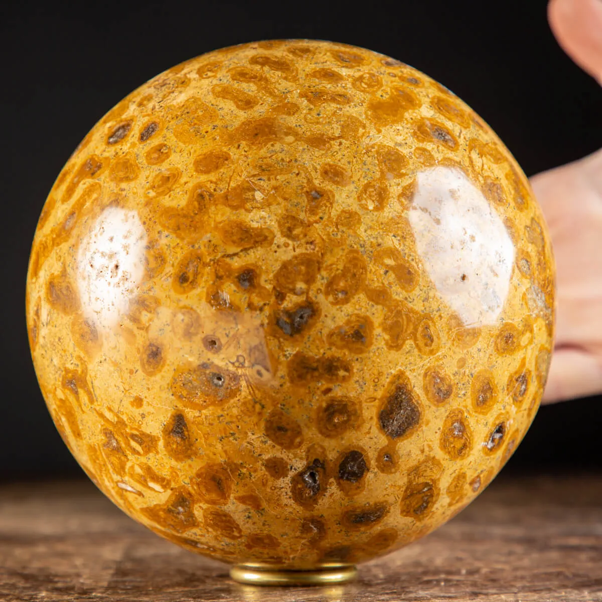 Sfera in Corallo Fossile