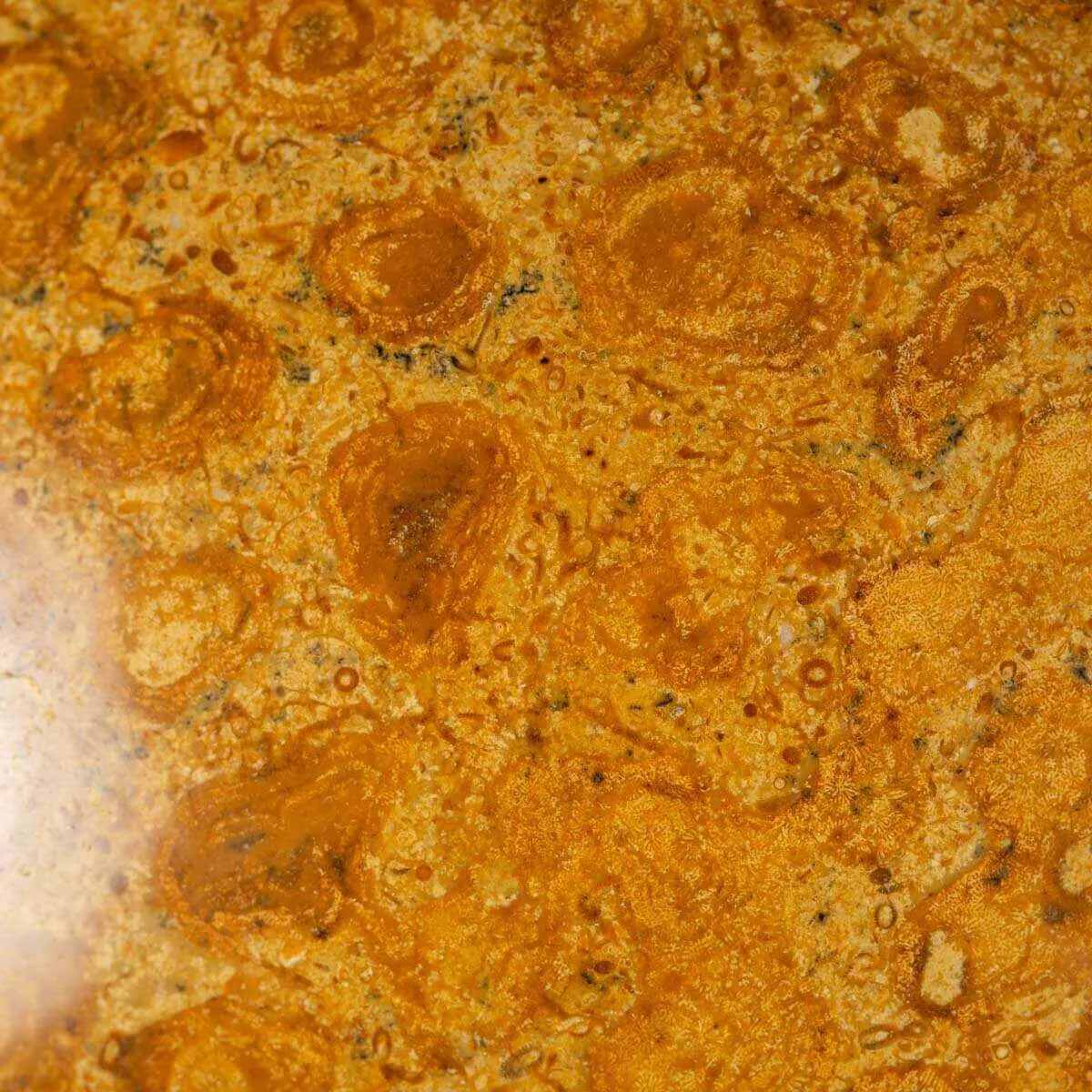 Sfera in Corallo Fossile