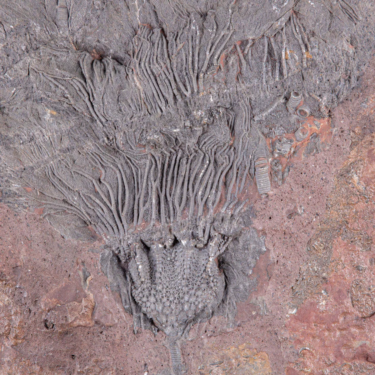 Lastra Fossile con Grande Crinoide.