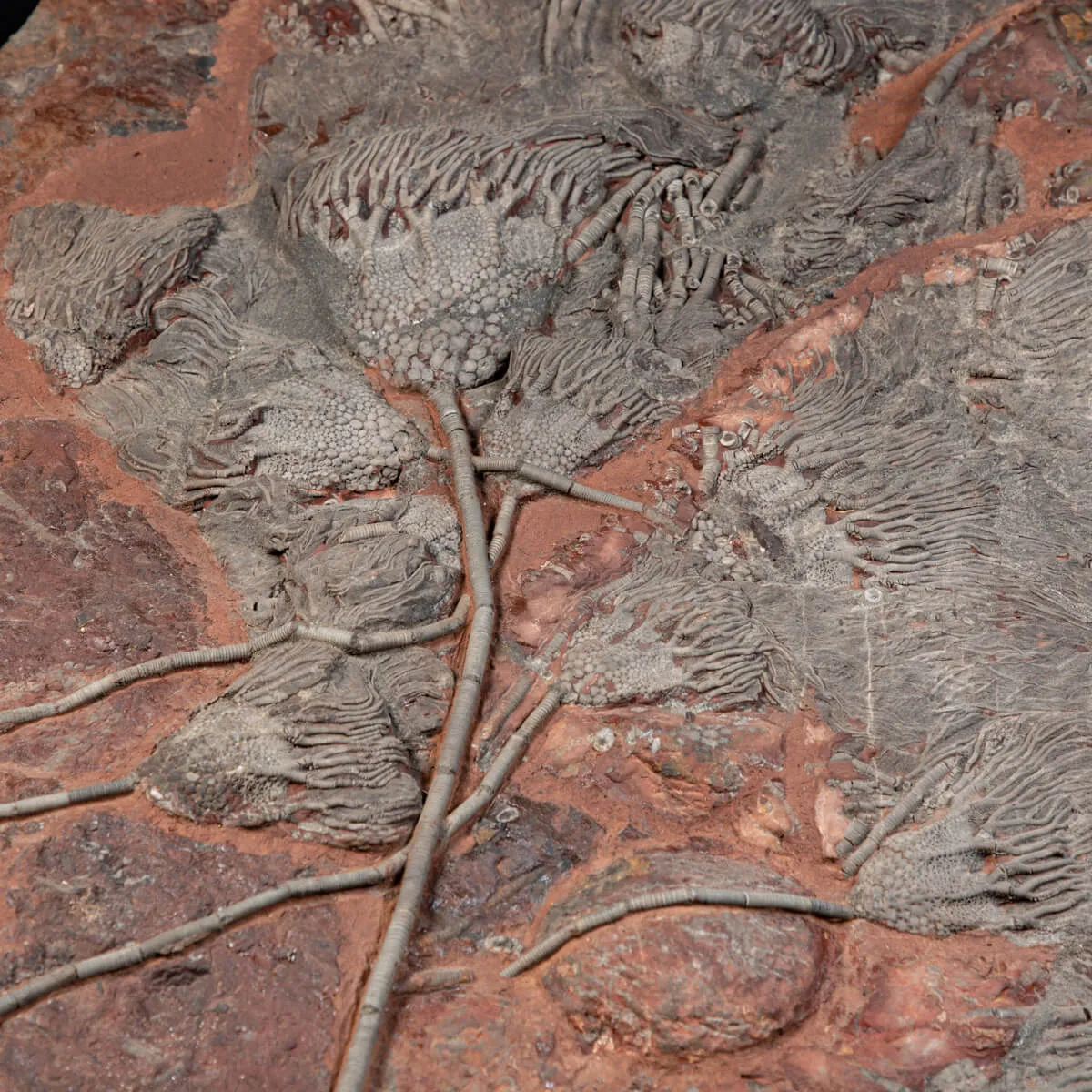 Crinoide