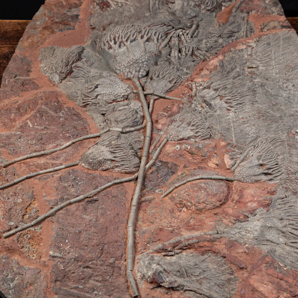 Crinoide