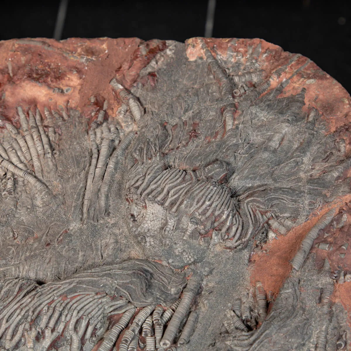 Crinoide