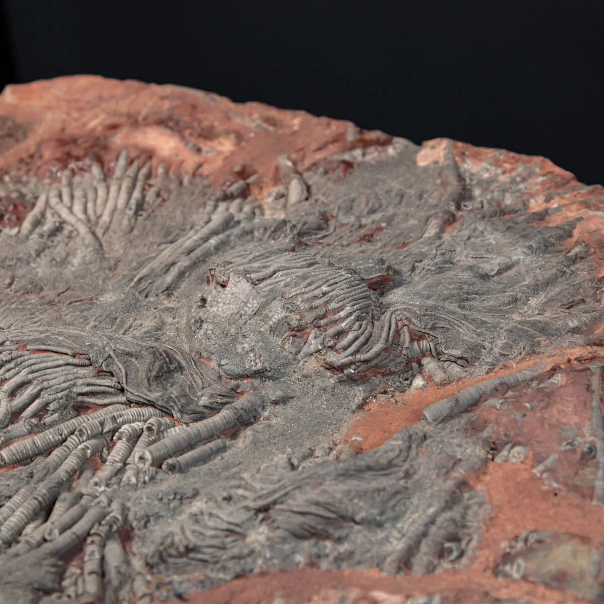 Crinoide
