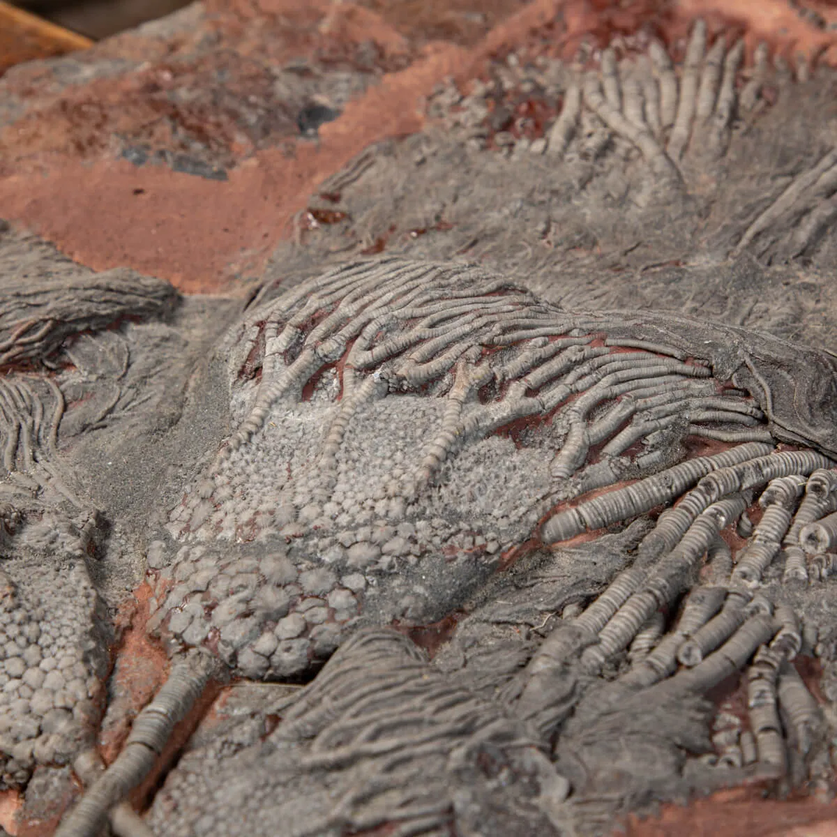 Crinoide