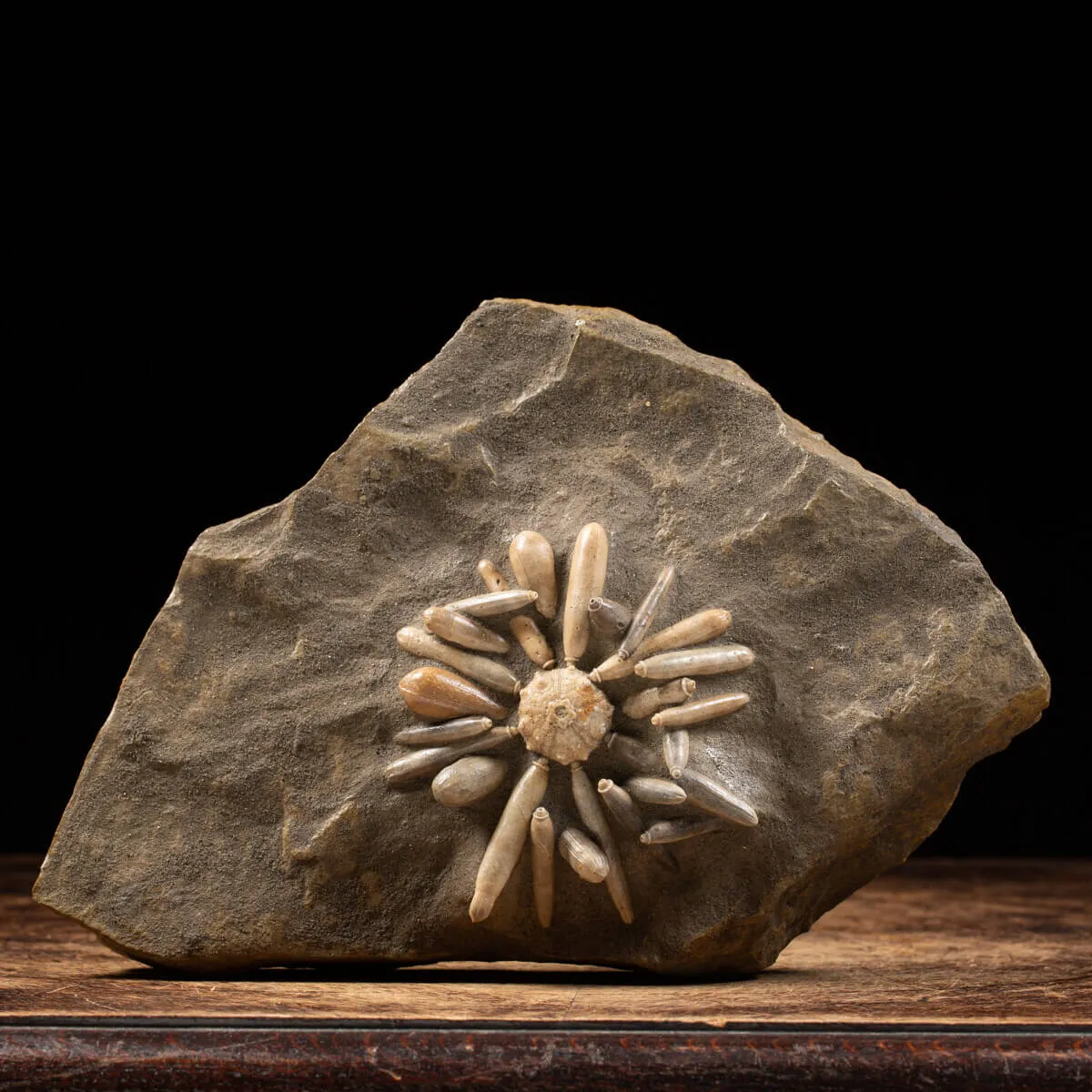 Asterocidaris Bistriata: in matrice.