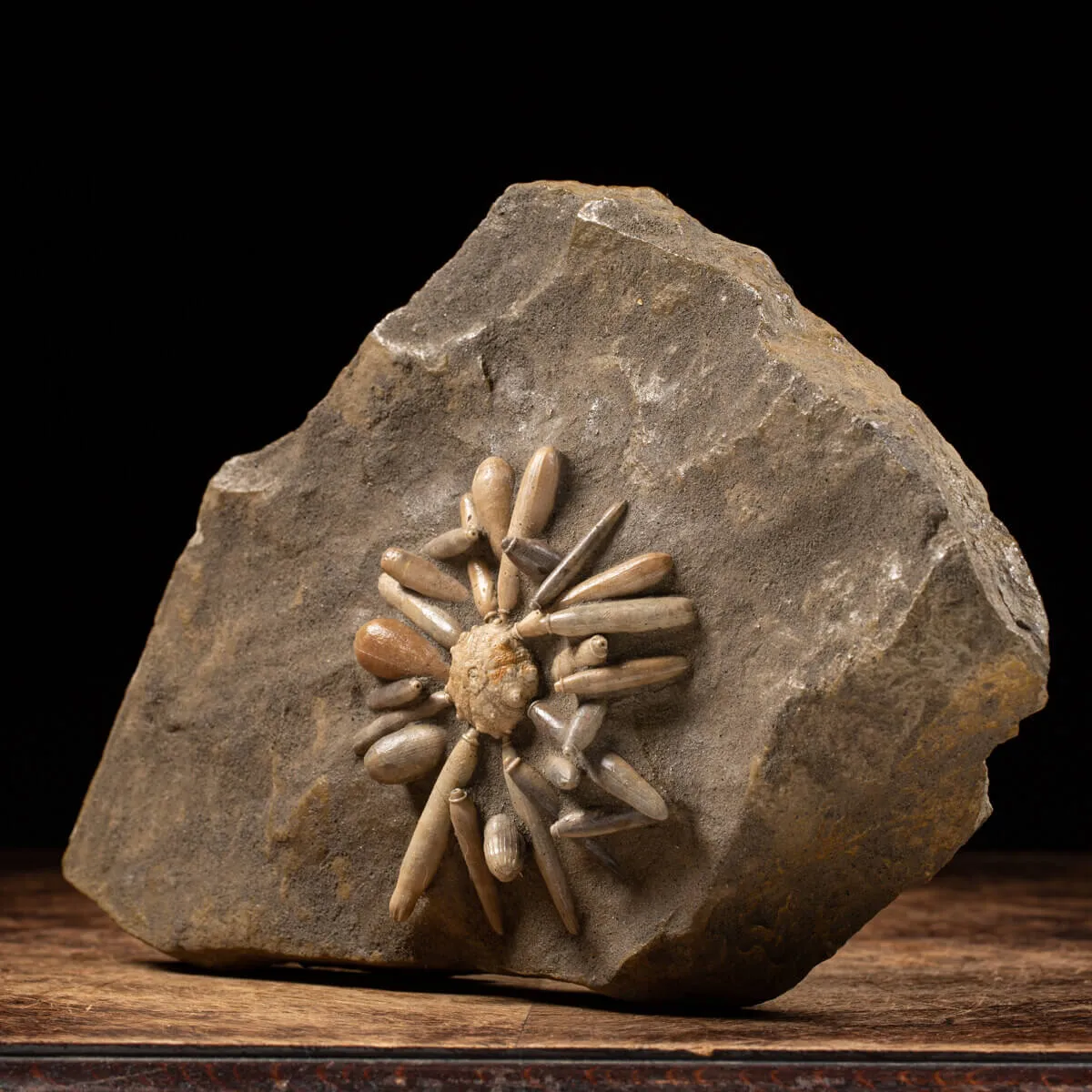 Asterocidaris Bistriata: in matrice.