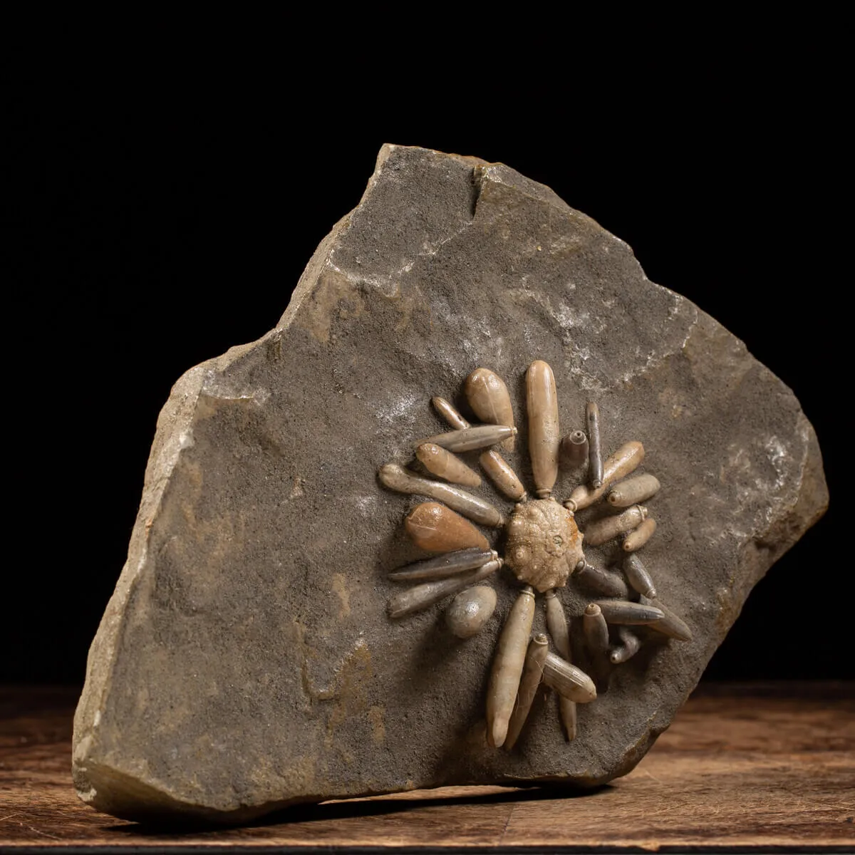 Asterocidaris Bistriata: in matrice.