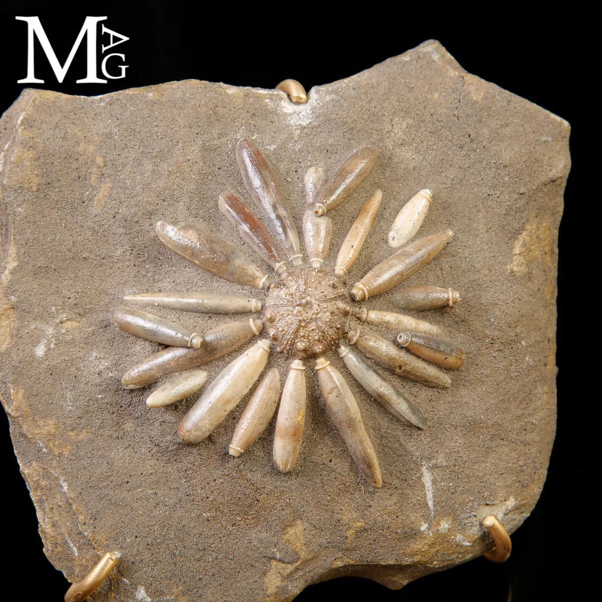 Asterocidaris bistriata – Echinoide Fossile del Giurassico – Spagna