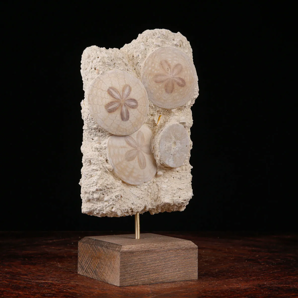 Sand Dollar Eleganza Fossile.