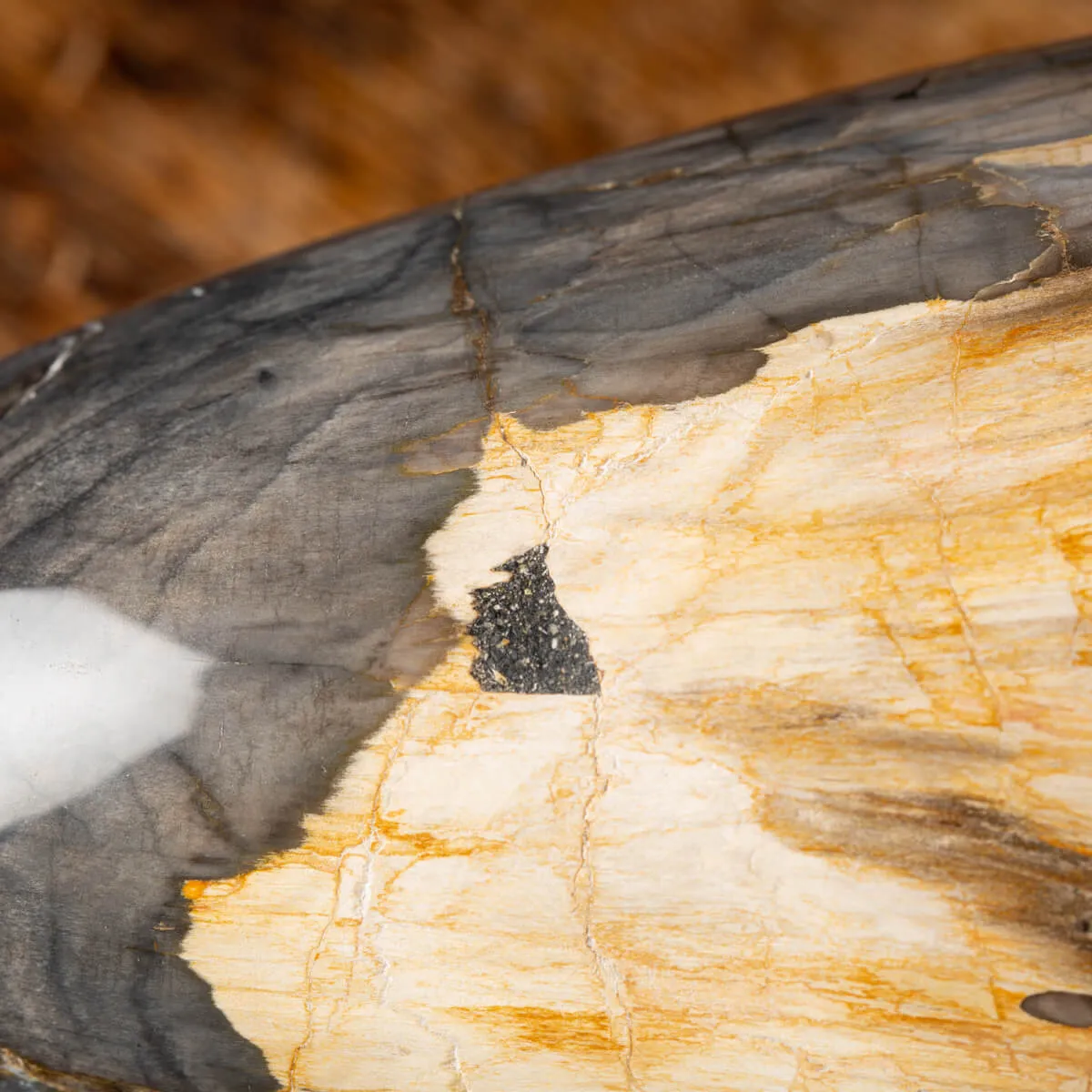 Ovale Legno Pietrificato