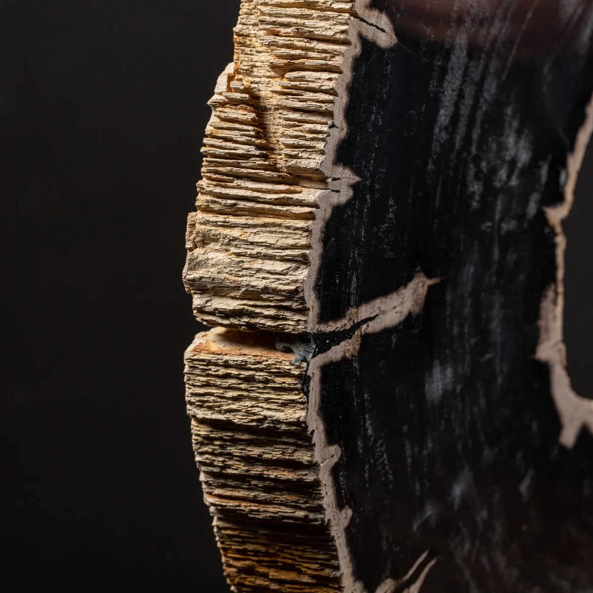 Lastra di Palma Fossile