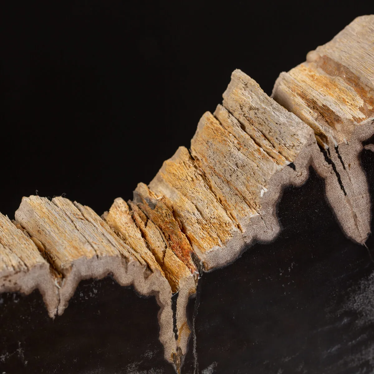 Lastra di Palma Fossile