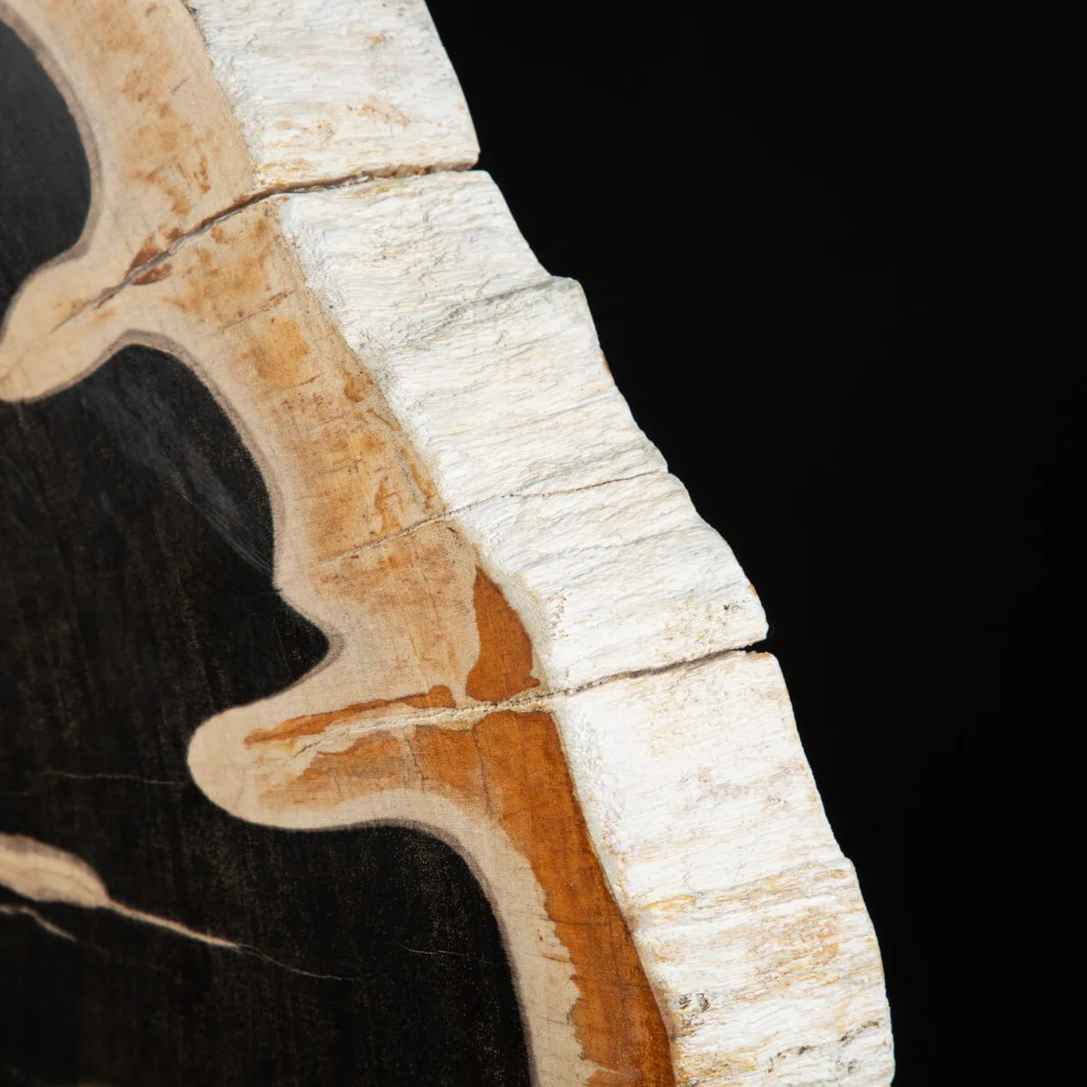 Lastra di Palma Fossile