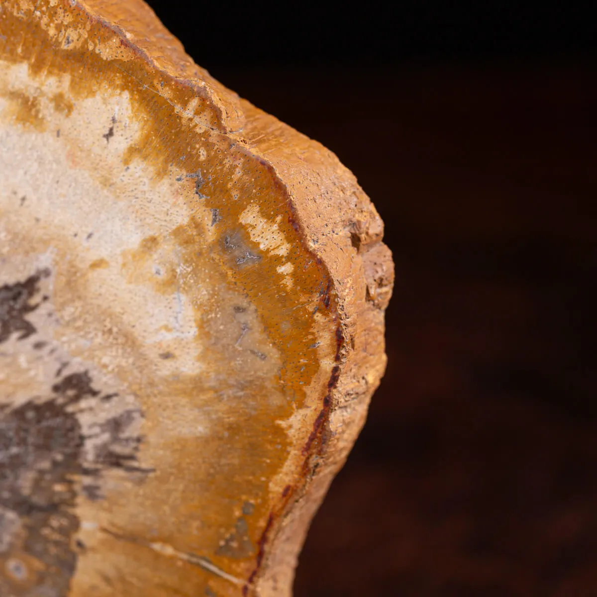 Legno di palma fossile Palmoxylon