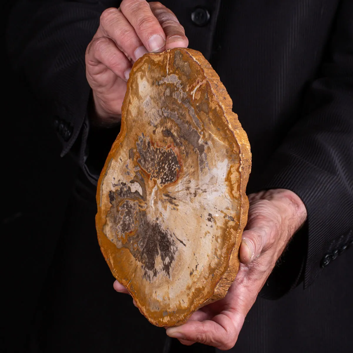 Legno di palma fossile Palmoxylon
