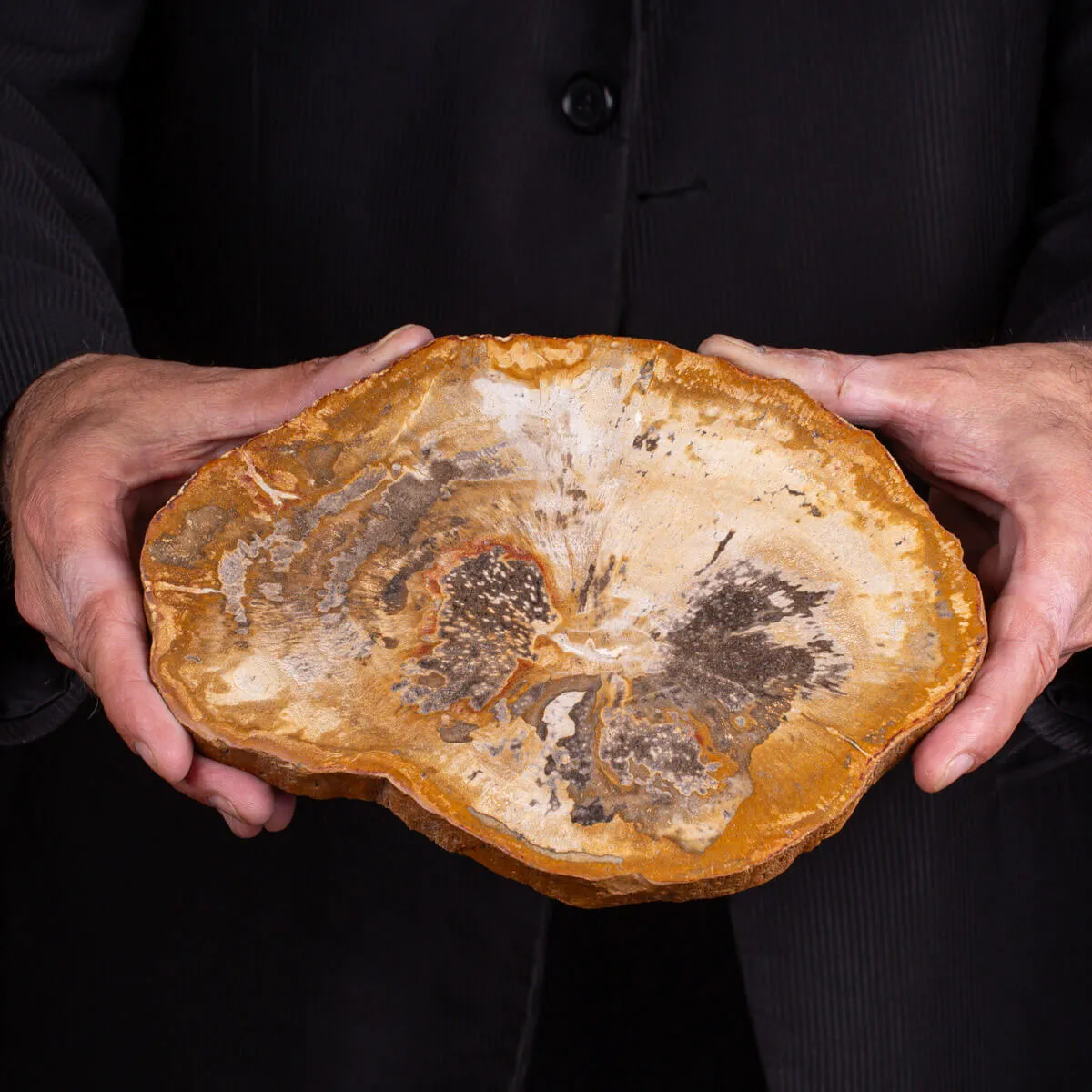 Legno di palma fossile Palmoxylon