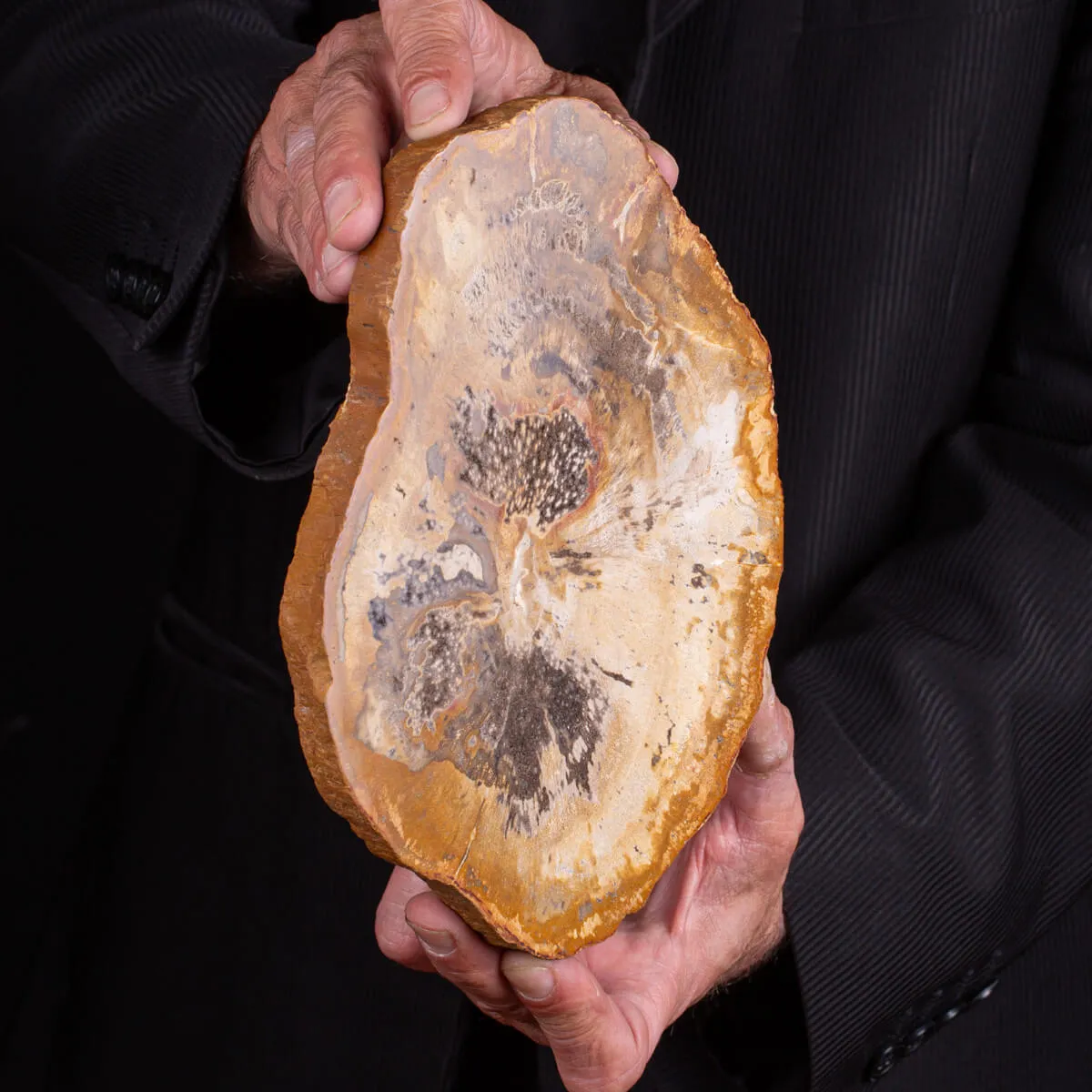 Legno di palma fossile Palmoxylon