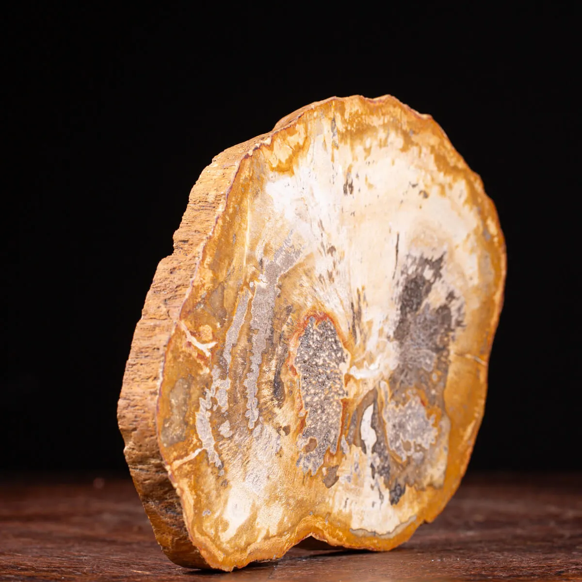 Legno di palma fossile Palmoxylon