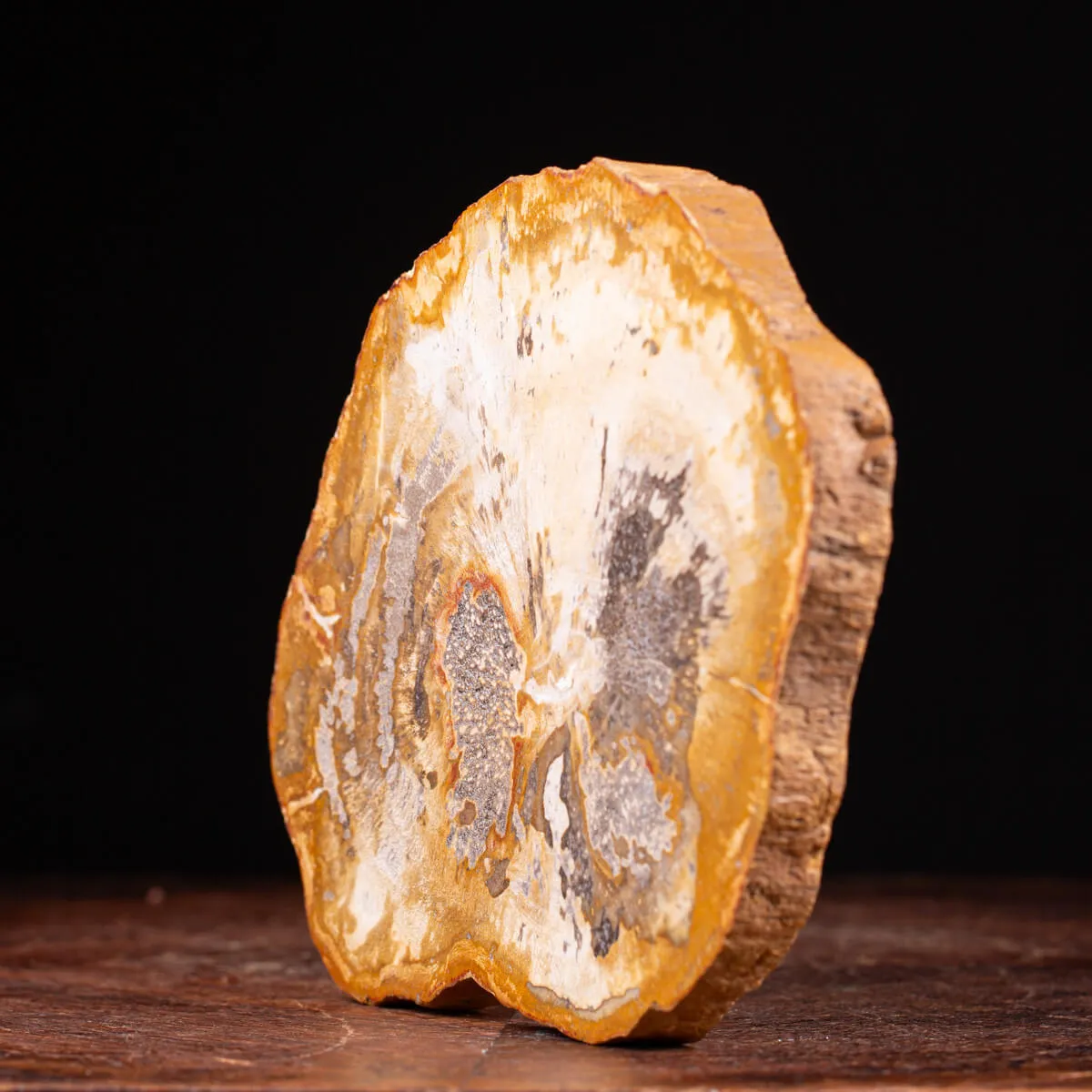 Legno di palma fossile Palmoxylon