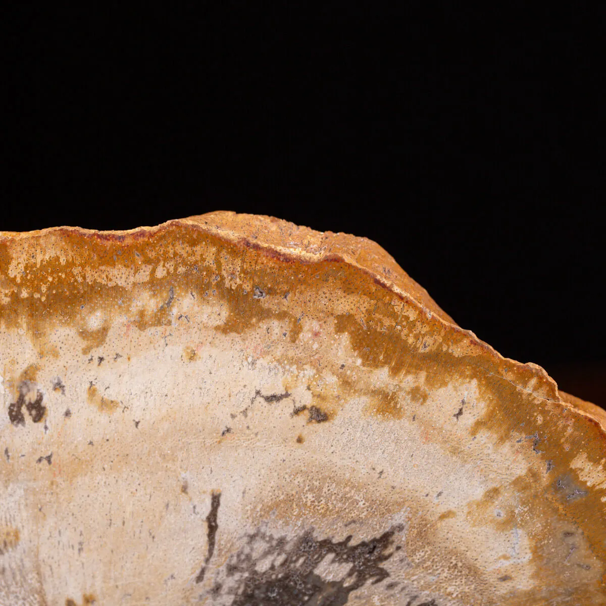 Legno di palma fossile Palmoxylon