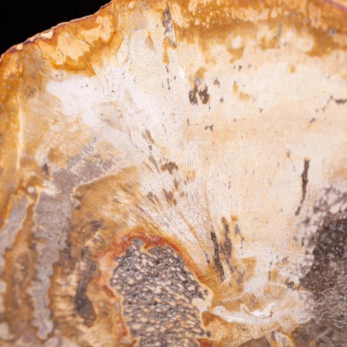 Legno di palma fossile Palmoxylon