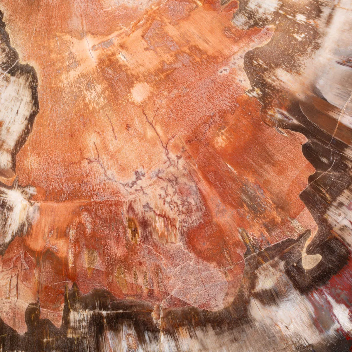 Sezione di Tronco Fossile del Madagascar.