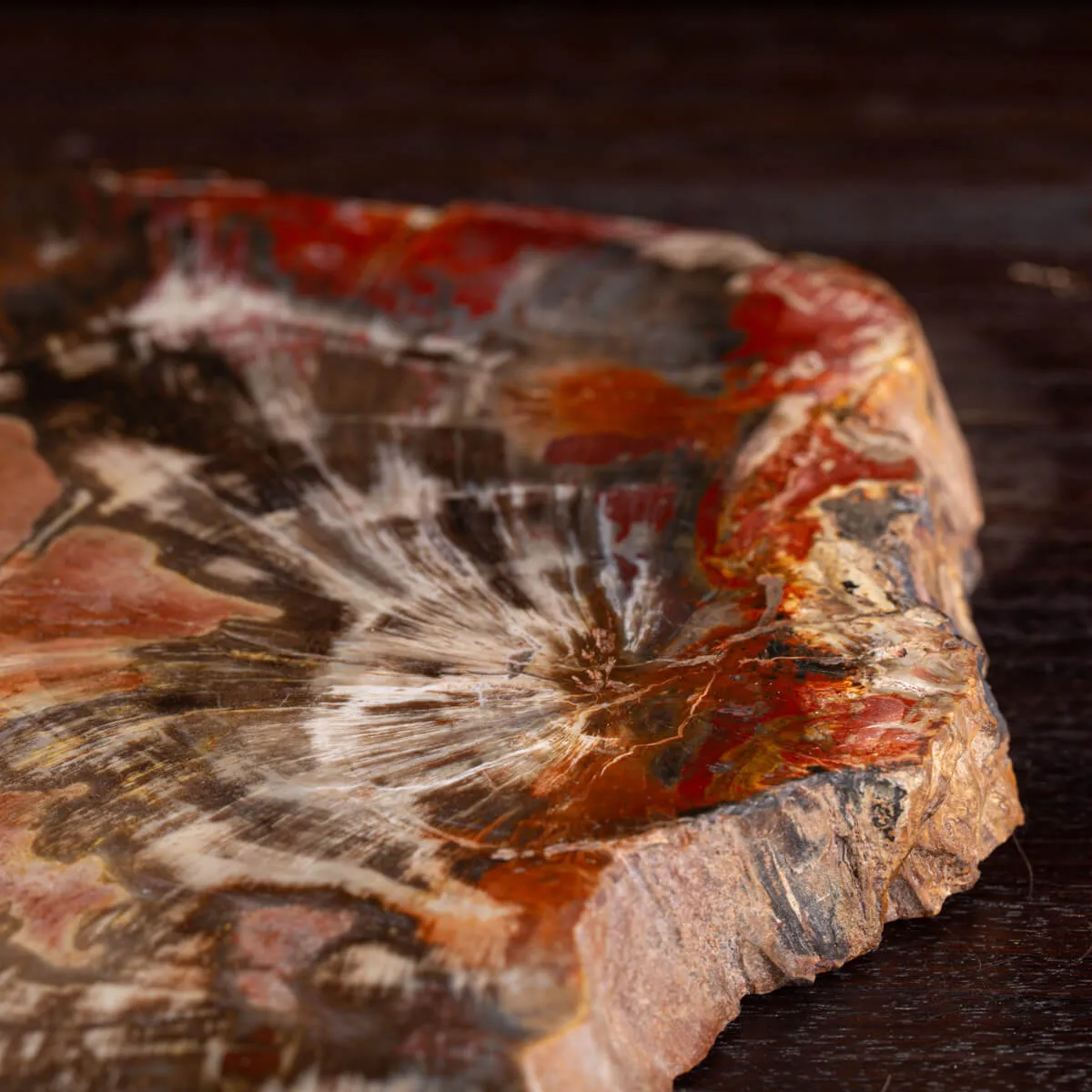 Sezione di Tronco Fossile del Madagascar.