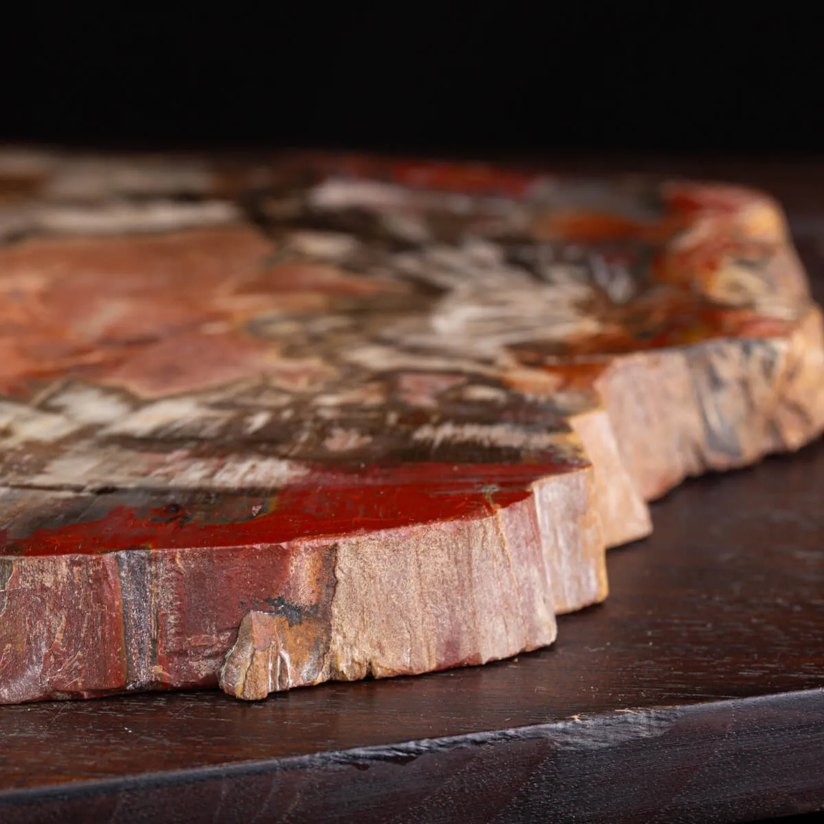 Sezione di Tronco Fossile del Madagascar.